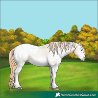 Horse Color:White Spotted Buckskin Pearl Appaloosa 