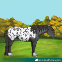 Horse Color:Black Appaloosa