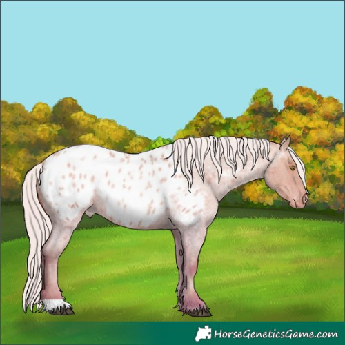 Horse Color:Silver Brown Roan Pearl Appaloosa 