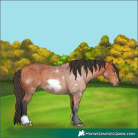 Horse Color:Bay Frame