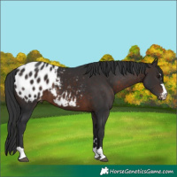 Horse Color:Brown Appaloosa 