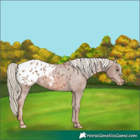Horse Color:Chestnut Mushroom Appaloosa