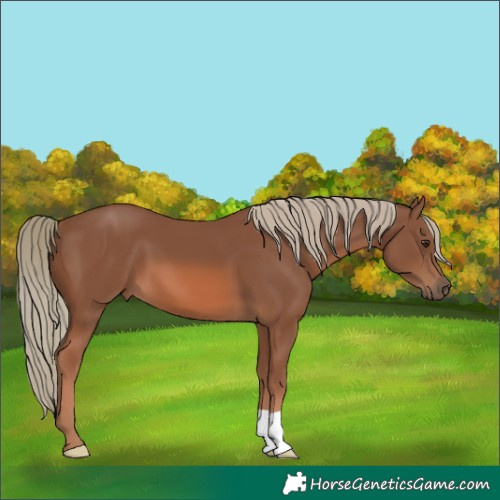 Horse Color:Chestnut Mushroom