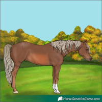Horse Color:Chestnut Mushroom