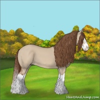Horse Color:Red Dun Splash 