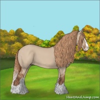 Horse Color:Red Dun Splash 