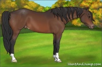 Horse Color:Brown Appaloosa 