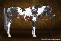 Horse Color:White Spotted Brown 