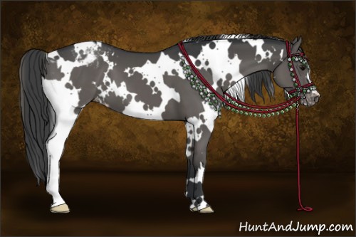 Horse Color:White Spotted Grullo Appaloosa 