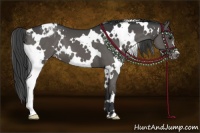 Horse Color:White Spotted Grullo Appaloosa 