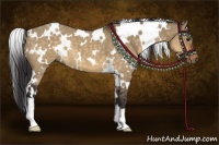 Horse Color:White Spotted Buckskin Dun