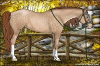 Horse Color:Buckskin Pearl 