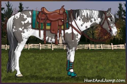 Horse Color:White Spotted Grullo Sabino
