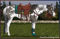 Horse Color:White Spotted Grullo Sabino 