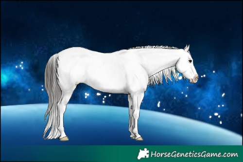 Horse Color:Buckskin Sabino Appaloosa