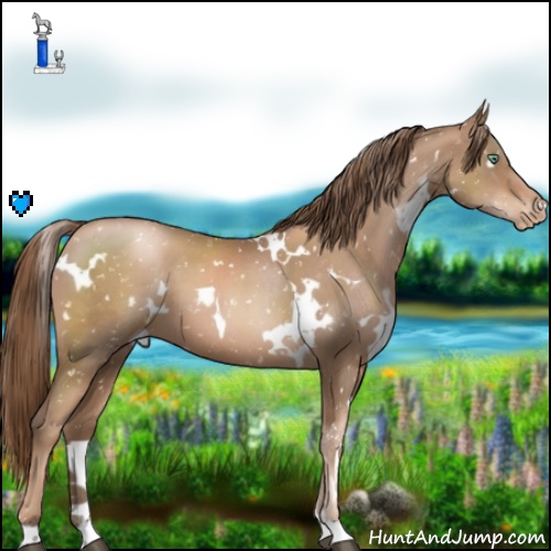 Horse Color:White Spotted Liver Chestnut Pearl Appaloosa 