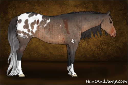 Horse Color:Brown Dun Appaloosa Brindle 