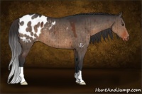 Horse Color:Brown Dun Appaloosa Brindle 