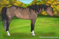 Horse Color:Brown Dun 