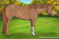 Horse Color:Chestnut 