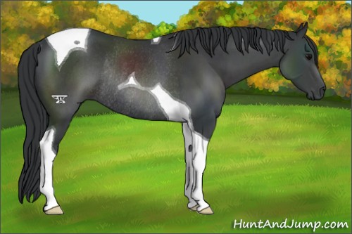 Horse Color:Black Tobiano Rabicano 