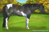 Horse Color:Black Tobiano Rabicano 