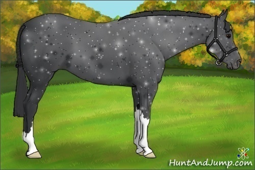 Horse Color:Black 