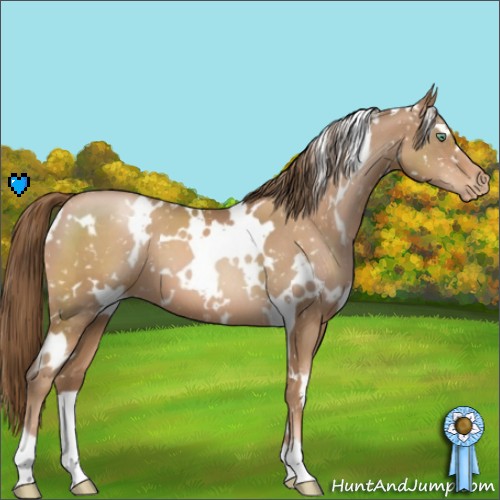 Horse Color:White Spotted Liver Chestnut Pearl Appaloosa 