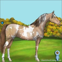 Horse Color:White Spotted Liver Chestnut Pearl Appaloosa 