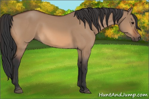 Horse Color:Bay Dun 