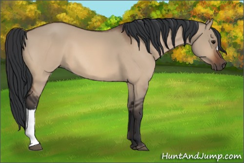 Horse Color:Bay Dun