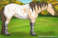 Horse Color:Buckskin Ice Appaloosa Rabicano
