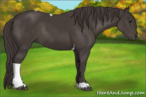 Horse Color:Smoky Black Tobiano Rabicano 
