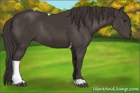 Horse Color:Smoky Black Tobiano Rabicano 