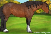 Horse Color:Buckskin Tobiano Rabicano