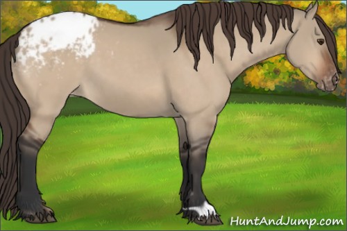 Horse Color:Bay Dun Appaloosa 
