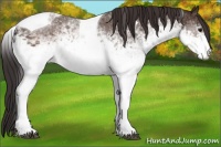 Horse Color:White Spotted Buckskin Tobiano 