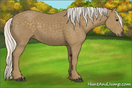 Horse Color:Silver Smoky Black 