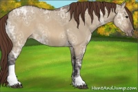 Horse Color:Buckskin Ice Dun Tobiano Appaloosa 