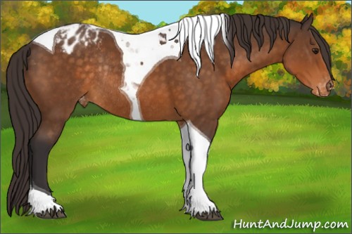 Horse Color:Buckskin Tobiano Appaloosa Rabicano 