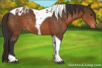 Horse Color:Buckskin Tobiano Blanket Rabicano