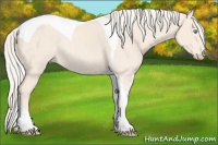 Horse Color:Cremello Tobiano Rabicano 
