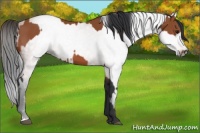 Horse Color:Bay Sabino Rabicano  and Gray Bay Sabino Rabicano 