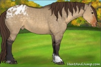 Horse Color:Buckskin Dun Tobiano Appaloosa Rabicano 