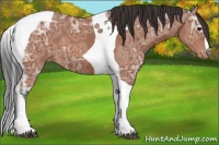 Horse Color:Bay Ice Tobiano Appaloosa