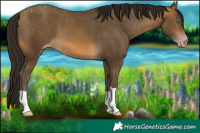 Horse Color:Gray Sable Cream Champagne Appaloosa