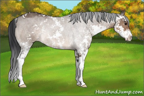 Horse Color:Brown Dun Sabino