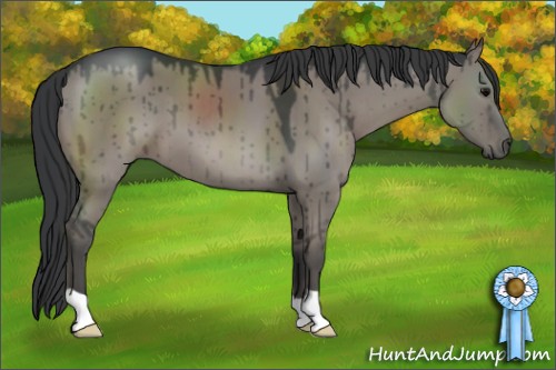 Horse Color:Grullo Brindle