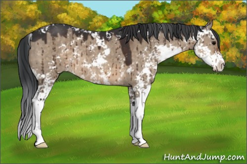 Horse Color:Brown Dun Sabino Brindle