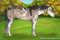 Horse Color:Brown Dun Sabino Brindle 